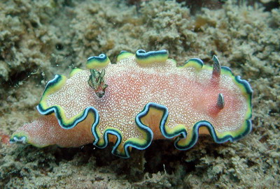 ทากเปลือย หรือ Nudibranch